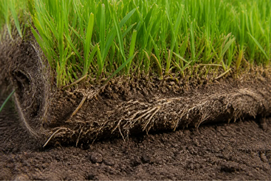 Macro view of a cut turf roll showing dense grass, a thin soil layer and white roots underneath